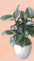 Rubber Tree Ficus In Cement Planter
