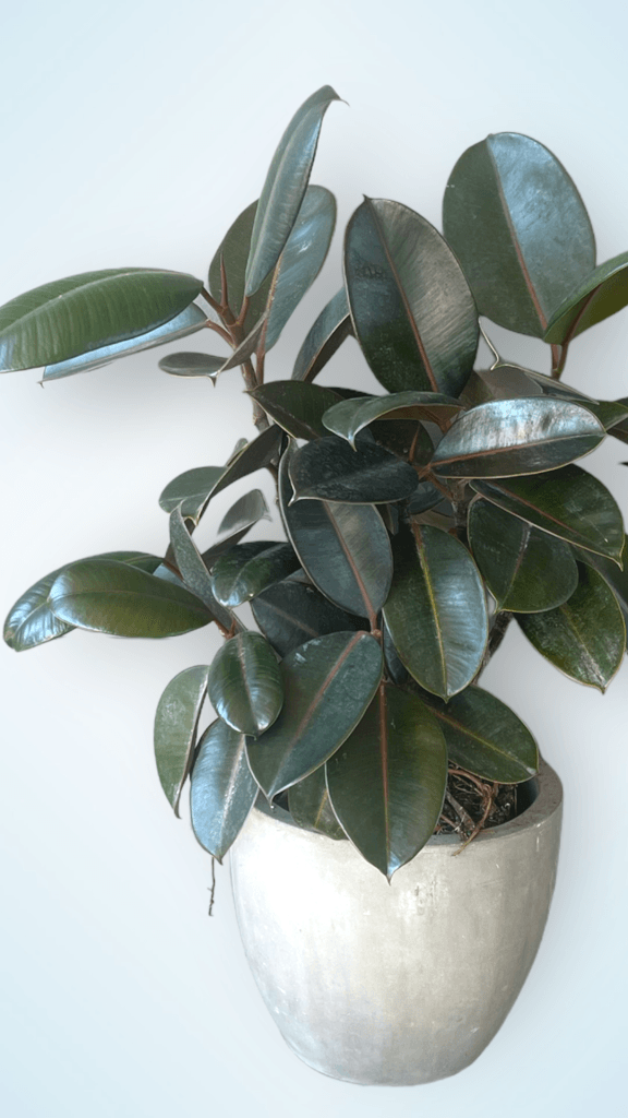 Rubber Tree Ficus In Cement Planter
