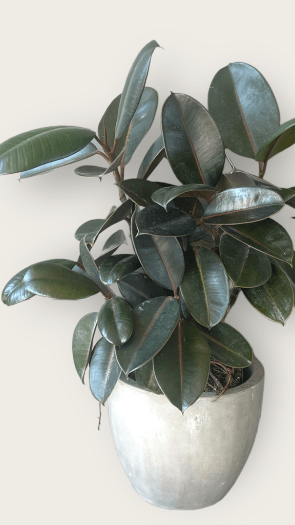 Rubber Tree Ficus In Cement Planter