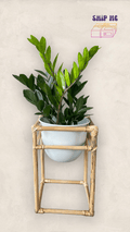 Zz Plant In Rattan Planter