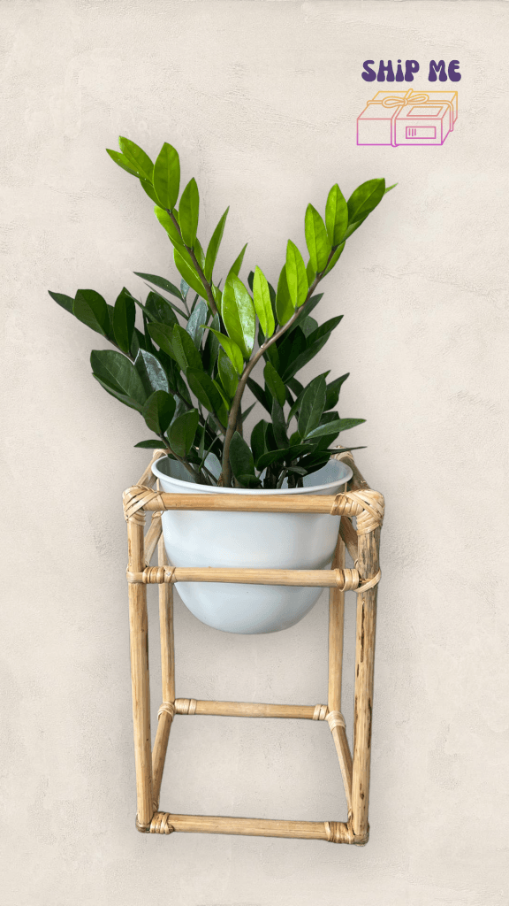 Zz Plant In Rattan Planter